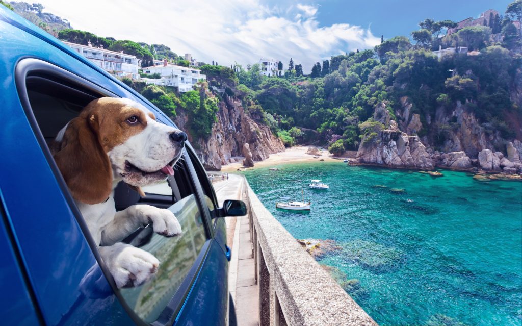 Urlaub mit Hund Darauf versicherungstechnisch achten!